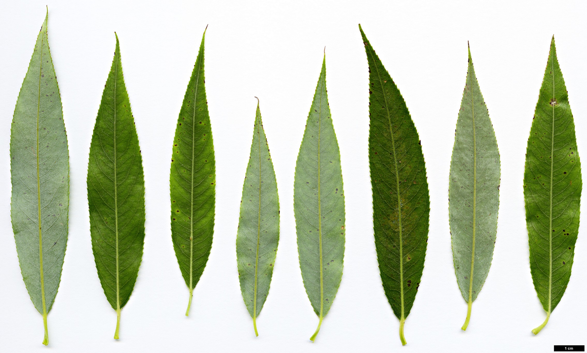 High resolution image: Family: Salicaceae - Genus: Salix - Taxon: ×pendulina - SpeciesSub: f. pendulina (S.alba × S.babylonica × S.euxina)
